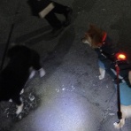 柴わんこと暮らす日々