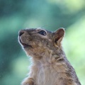 しばらくブログを休みます＆まとめてリス友写真 🐿️🐿️🐿️