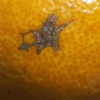 みかんが北海道で草