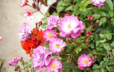 『5月ですが遅咲きのバラも開花・花柄摘み・うどん粉病発生無の原因を考える』の画像