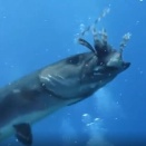 餌付けされたオニカマス、与えられたミノカサゴをまるかじり