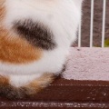 猫に小判を与えたら。 埋蔵金：千八百六拾両　えぇ～から拭かせろぉっ！