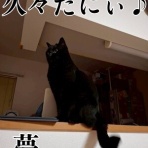 cat cafe Prince