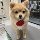 【トリミングブログ】マロンちゃん🐶