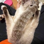 ねこかます