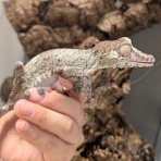 爬虫類クラブJ 横須賀店ブログ
