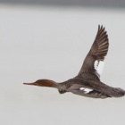 『令和6(2024)年4月8日の鳥さん Vol.1　三番瀬海浜公園で野鳥の観察･撮影 結構な数のダイゼン登場!!シロチドリもいた!!ウミアイサも結構いた!!』の画像