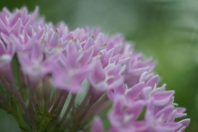 EBC FUJINON MACRO 55mm f3.5(M42) : 会計士によるバリューアップ