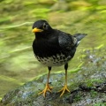 夏鳥揃い踏み