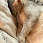 枕を縦に使うぼくちん