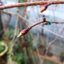 2026.03.04 ワカキノサクラ