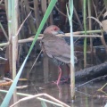 幼鳥から若鳥に成長したヒクイナを撮る🦜（多々良沼公園）