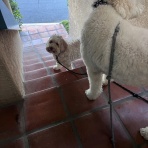 サンディエゴライフ　今昔