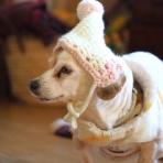 花とワンコな日々