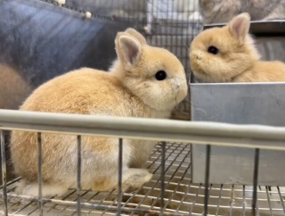 特有のぽわぽわ加減