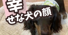 秋はどこ？暑くて引きこもり。