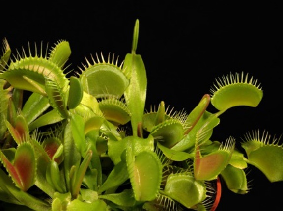 【悲報】食虫植物、怖すぎる😰