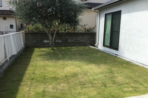 常緑キリンソウの紹介blog 販売 価格 施工 育て方 Ftm Nrk アスファルトの庭を芝生に