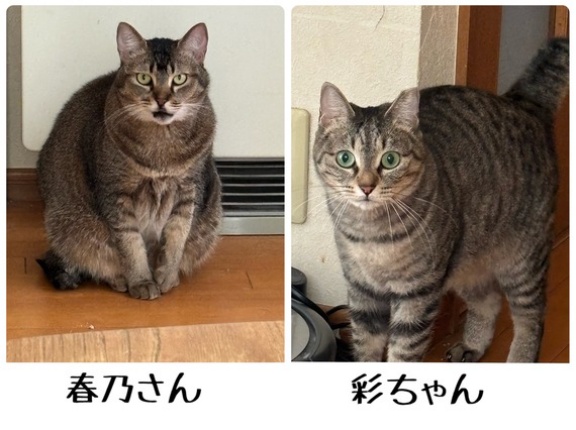 彩ちゃんと春乃さんの違い