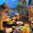 だんなさまごはんの、ヒレカツ定食の夜ごはん