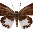 シナシロシタセセリ♀ (ラオス) Tagiades litigiosa litigiosa