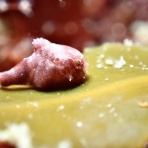 南越前ダイビングパーク　ブログ！