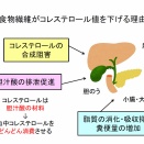 食物繊維を取り入れた健康生活のすすめ