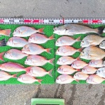 竹村貸舟店【高知県 浦ノ内湾～宇佐～須崎市横浪半島沖の船釣り】釣果情報 & ブログ