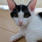 募集猫たち