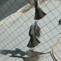 ヒヨドリ・鳩