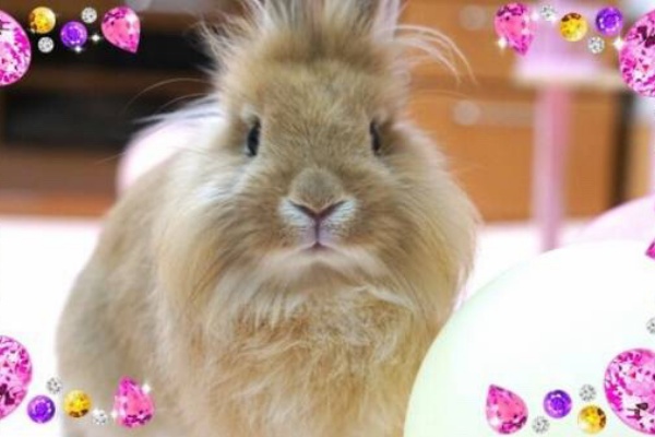 風船モコちゃんねる - 月組うさぎのムギ