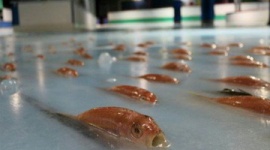 ネット炎上した魚５千匹氷漬け展示を中止…スペースワールド