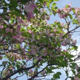 『花水木～ハナミズキ～』の画像