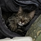 年末年始の休診のお知らせ【京都府　宇治市　いちのさか動物病院】