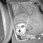 うちのとらまる