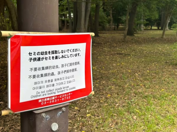 セミの幼虫「採取禁止」の張り紙　都内の公園、食用目的で乱獲か　中国語でも注意喚起