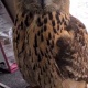 【動画】ネッコ「帰ってきたら知らん猫おるんやけど…」