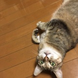 猫をもらって二ヶ月ちょっと経ったので自慢しにきた（画像あり）