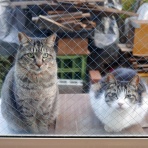 うちのとらまる