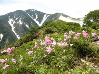 ヒメサユリ咲く朝日連峰縦走登山　1日目は大朝日岳
