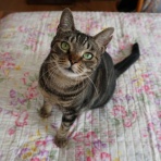 Human＆Animal Network   365日 里親募集中！