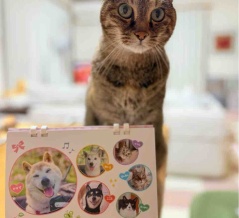 2026年版「かぼすちゃんとおさんぽ。」カレンダー発売のお知らせ