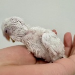 かねだい足立店ブログ