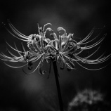 『2025.9 ㊗満開『阿部山彼岸花群生地❷』岡山県高梁市』の画像