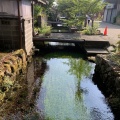 🌸【真夏でも涼しい！】清流に咲く夏の妖精「梅花藻」と中山道・醒井宿を歩いてきました｜（滋賀県米原市）