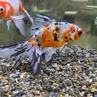 『🐟金魚・メダカ・日淡入舎情報‼️』の画像