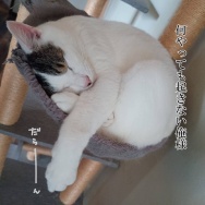 春休みの反動えぐ。と、赤い肉球つくりました。