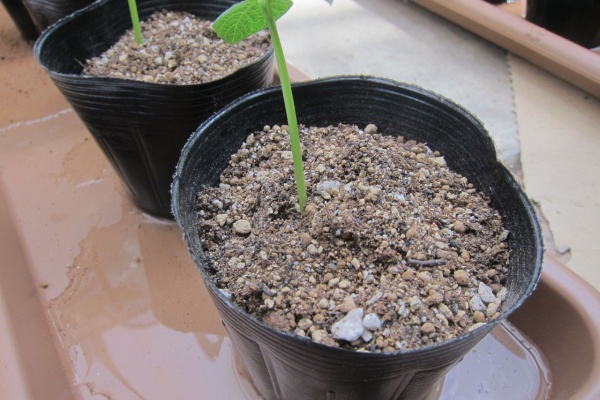 Blue Thunder 弐のblog 小豆