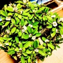 本日の多肉植物166(2026年2月9日)