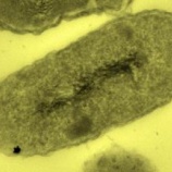 『純金のうんこを出す生物』の画像